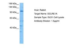 SNM1 Rabbit anti-Human, Polyclonal, Novus Biologicals 0.1ml; Unconjugated:Antibodies,